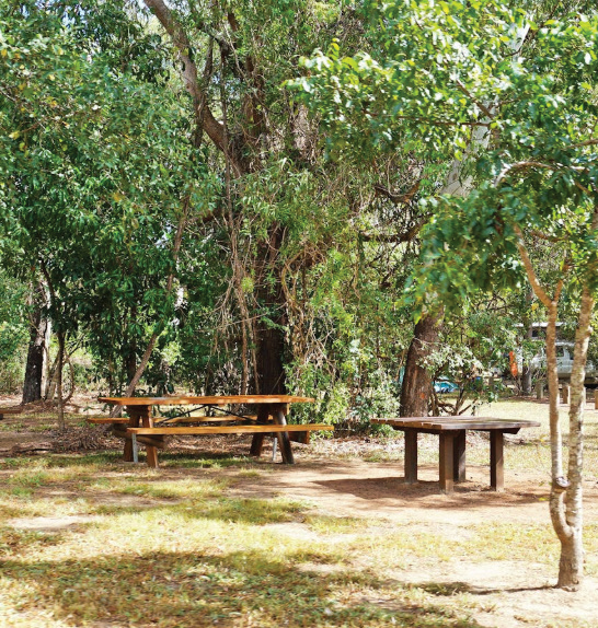 Timber table and benches under a tree outdoors