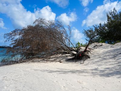 A photo showing a tree which has fallen over due to erosion.