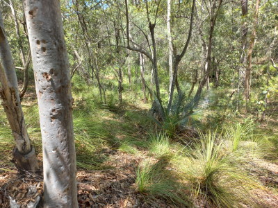 Current bushland on site. 