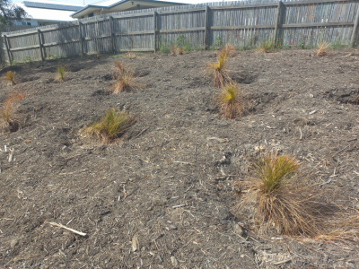Replanting works that have occured on site. 