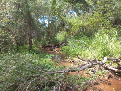 Current bushland on site. 